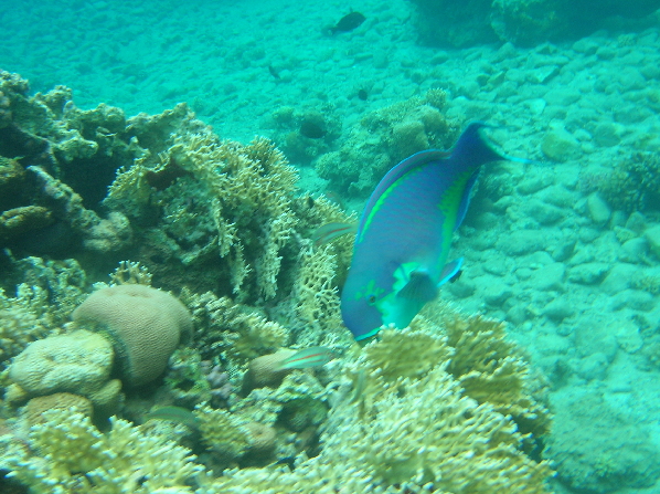 Eilat5